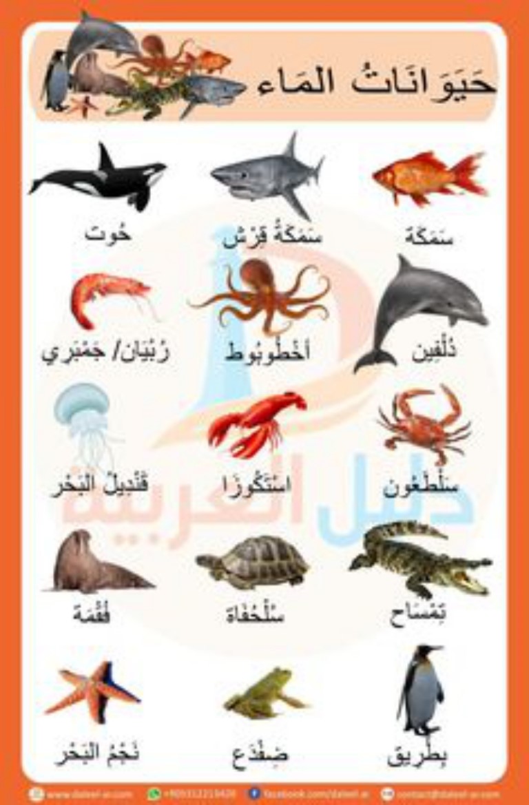 حيوانات مائية - كلمات وأسماء